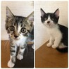 2025年5月19日生まれ　子猫6匹　秋田県 サムネイル4