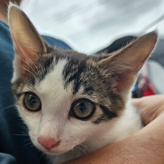 至急！新しい家族になってください！