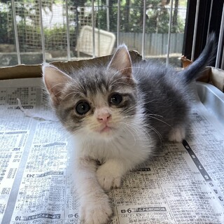 守ってあげたい系フェイス元気印3週間