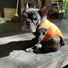とてもとても飼いやすい【ゴン】 サムネイル4