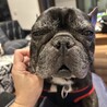 とてもとても飼いやすい【ゴン】 サムネイル5