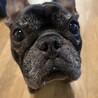 とてもとても飼いやすい【ゴン】 サムネイル6