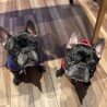 とてもとても飼いやすい【ゴン】 サムネイル7