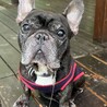 とてもとても飼いやすい【ゴン】 サムネイル2