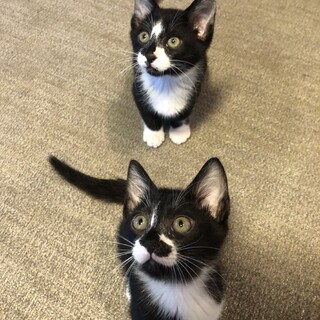 2025年5月5日生まれ　子猫4匹　秋田県