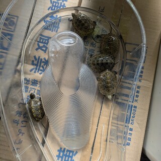 去年生まれた石亀