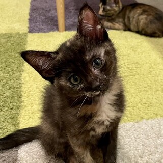 甘えっ子のきいろちゃん