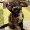 甘えっ子のきいろちゃん サムネイル2