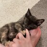 甘えっ子のきいろちゃん サムネイル3