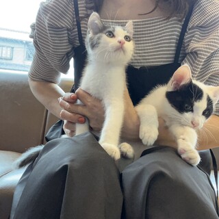2ヶ月半♡グレ白BOYポコくん