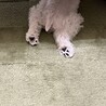 泪