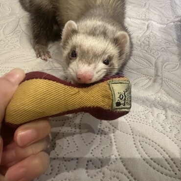 お気に入りのダンベルのおもちゃ♪