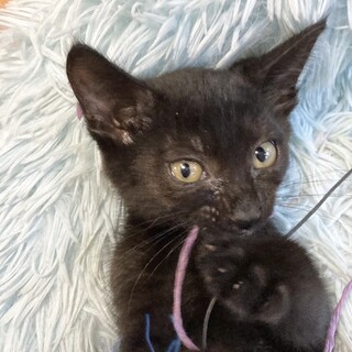 超甘えん坊コミュ力爆高やんちゃ君5ヶ月