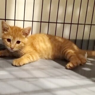 人が大好きです♡茶トラの男の子