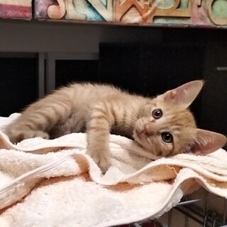 マイペースな甘えん坊♡茶トラの女の子