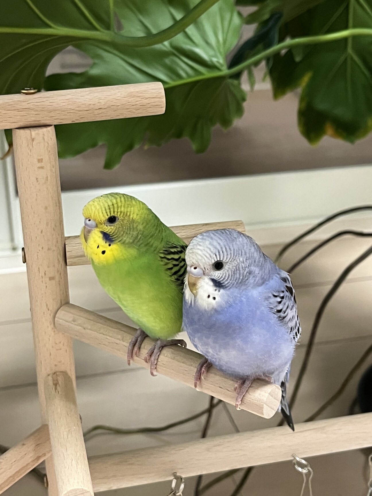 PUEBCO セキセイインコほか 7羽セット 未開封 黒瀬ペットフード マニアシリーズ セキセイインコ 中型インコ フインチ