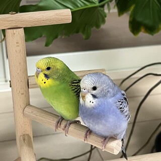 セキセイインコの里親さんを募集しています！
