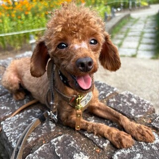 トイプードル　亮くん　里親様募集です☆