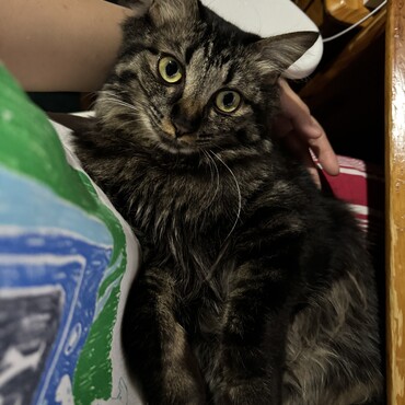 珍しくおひざにしばらく滞在してくれた時の写真です。