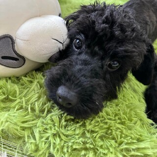 シュナプーMix犬　チョコくん　里親様募集☆