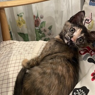 甘えっ子のピンクちゃん