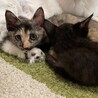 甘えっ子のピンクちゃん サムネイル2