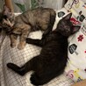 甘えっ子のピンクちゃん サムネイル3