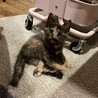 甘えっ子のピンクちゃん サムネイル4