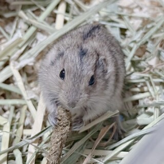 ステップレミングの女の子⑅˚