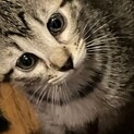 ヤンチャ盛りの5人兄妹です。黒とキジがいます。