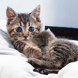 [別サイトにて里親決定］困り顔が可愛い男の子