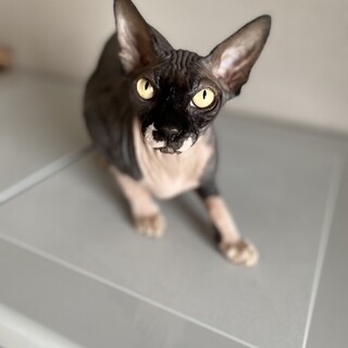 人懐っこい甘えん坊のスフィンクス　男の子