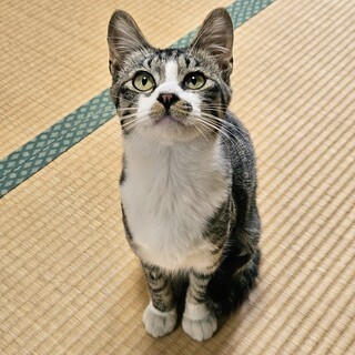 人馴れバツグン！キジ白の若い♂