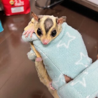 フクロモモンガ（3匹）♂」神奈川県 - 小動物の里親募集(520244