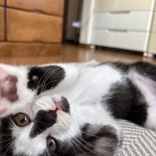 人も猫も勿論おもちゃも大好き　しずく