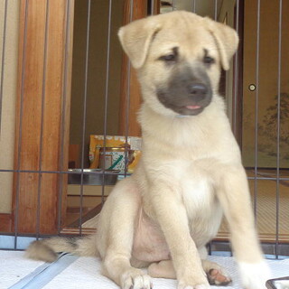 大きめオス子犬・大らかで人が好き