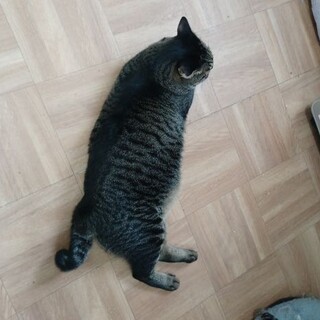 何気なくすり寄って通り過ぎる、 愛くるしさよ。