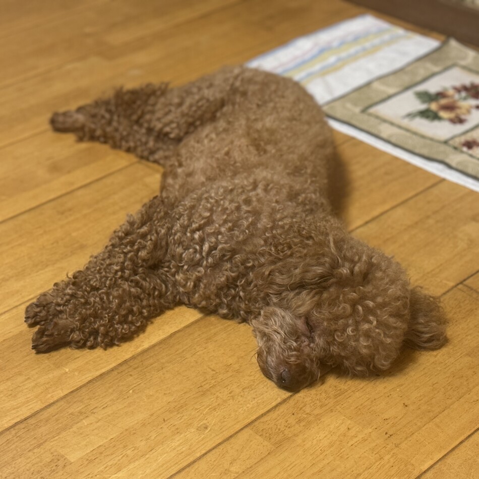 イヴのカバー写真