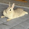 おもちちゃん可愛がっていただける方 サムネイル3
