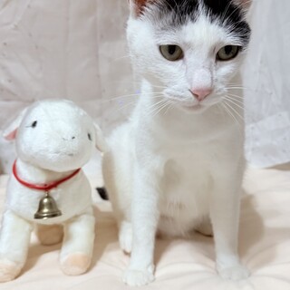 【ユキちゃん】ピッチーと一緒に迎えて下さい♡