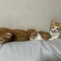 6月2日生まれ、長毛(中毛)