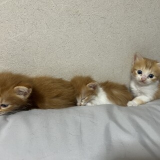 6月2日生まれ、長毛(中毛)