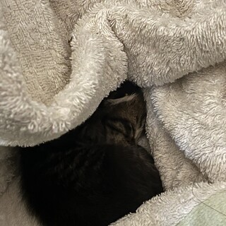生後わずかの子猫です