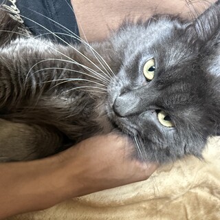 可愛くて甘えん坊です。