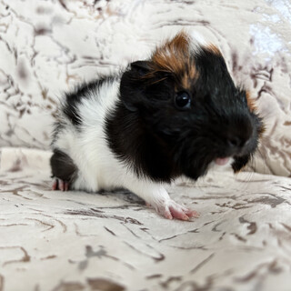 ＜里親決定済み＞2025/6/22生まれモルモット