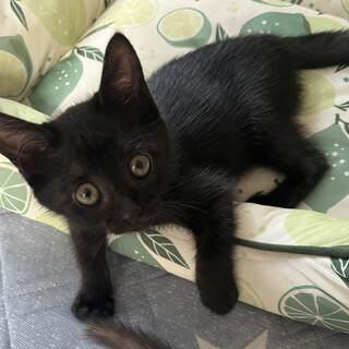 おっとり癒し系の美猫さん❤️ピトー