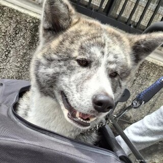 【家庭犬】3歳になったばかりの秋田犬くん