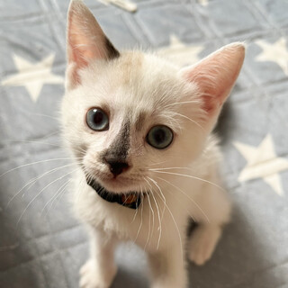 ブルーアイ個性的なイケメン⭐️グンソー