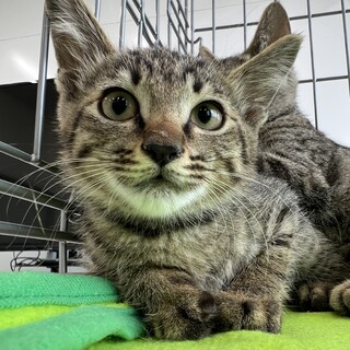 甘えっ子になるかも?!「トルコ」
