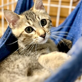 【一般レスキュー】麦わら色のむー（むぎ）ちゃん